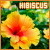 ✿ Hibiscus ✿