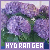 ✿ Hydrangeas ✿