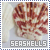 ✿ Seashells ✿