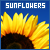 ✿ Sunflowers ✿