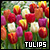 ✿ Tulips ✿